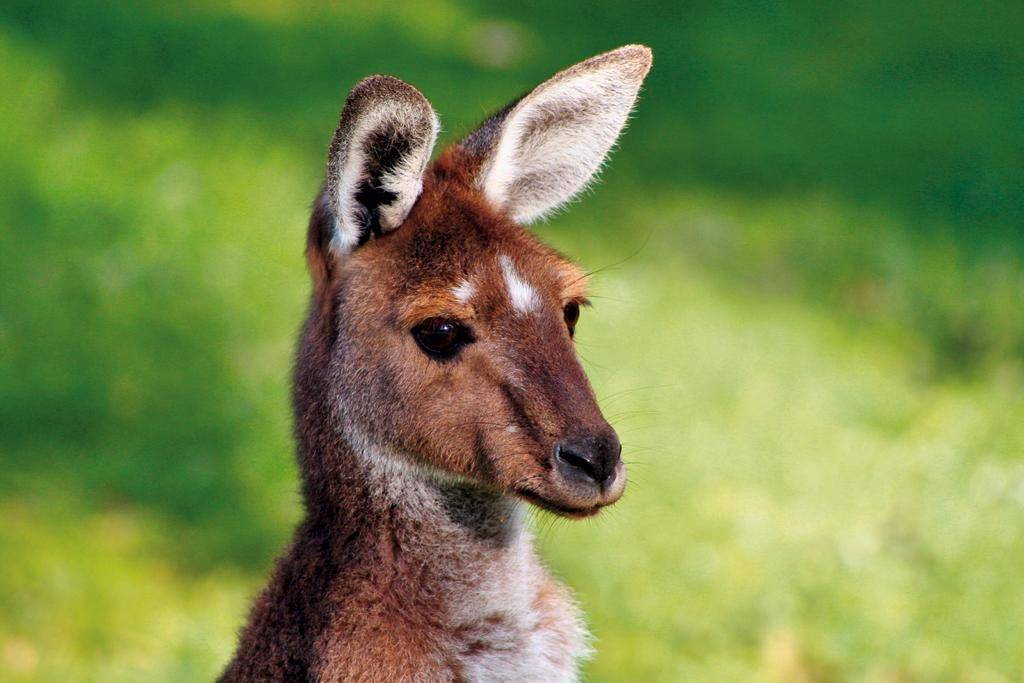 Le grand sud australien : Terres de Contrastes-Image