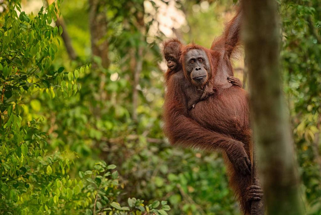 Sumatra, vie sauvage et culture Batak-Image