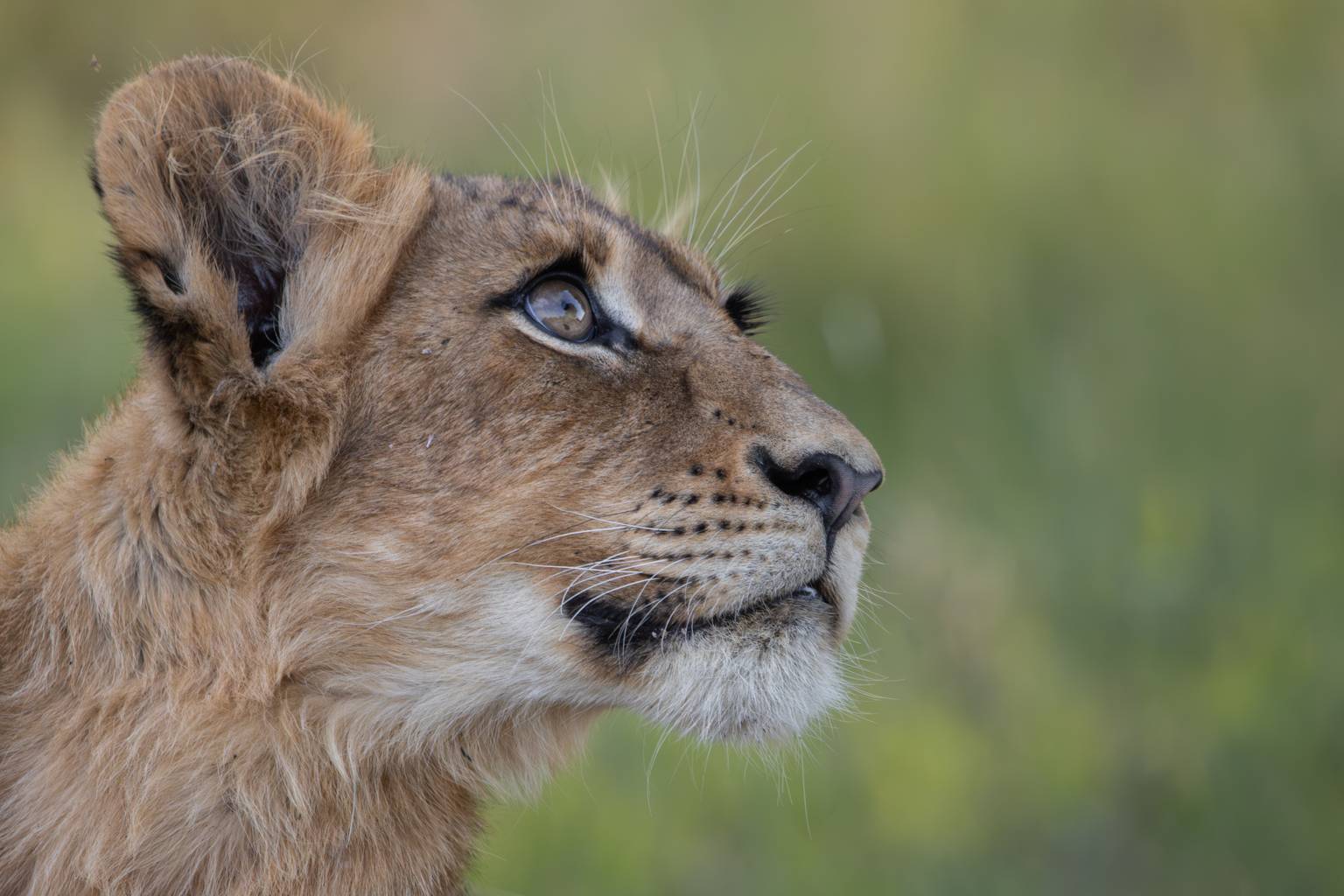 Kruger et réserve privée : échappée en famille -Image