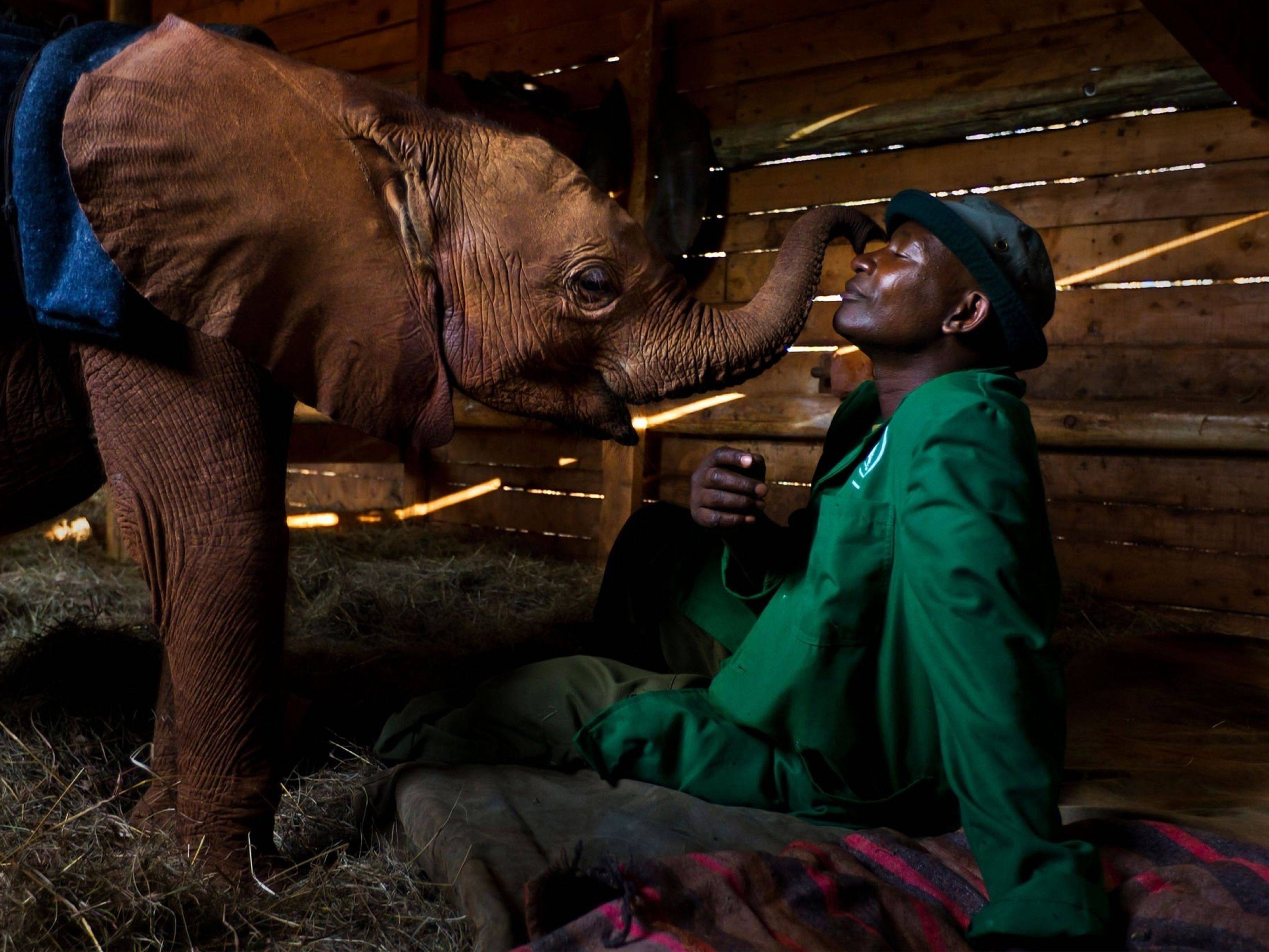 « Sauver de l'extinction » exposition de photographies de Brent Stirton