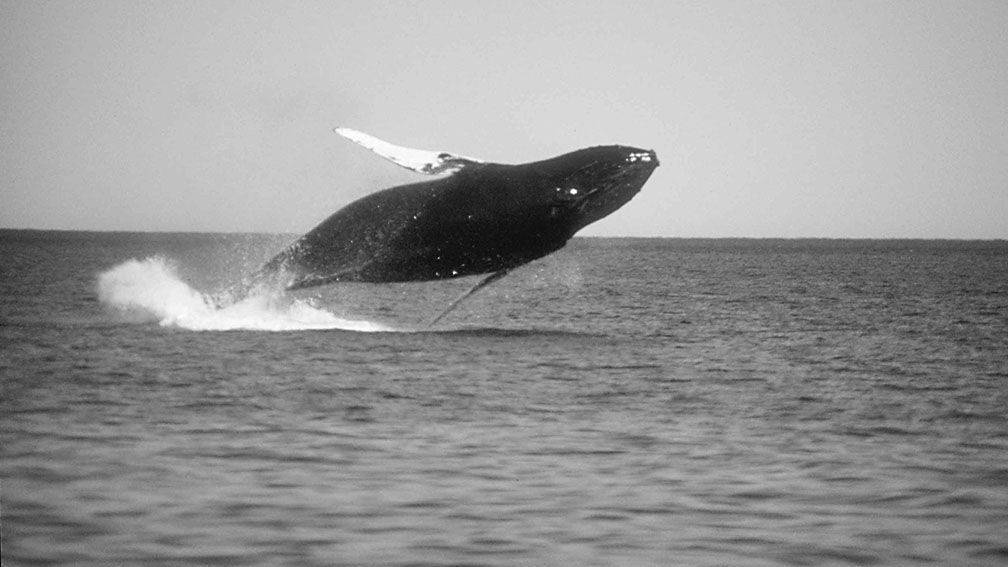 Voyage Tadoussac