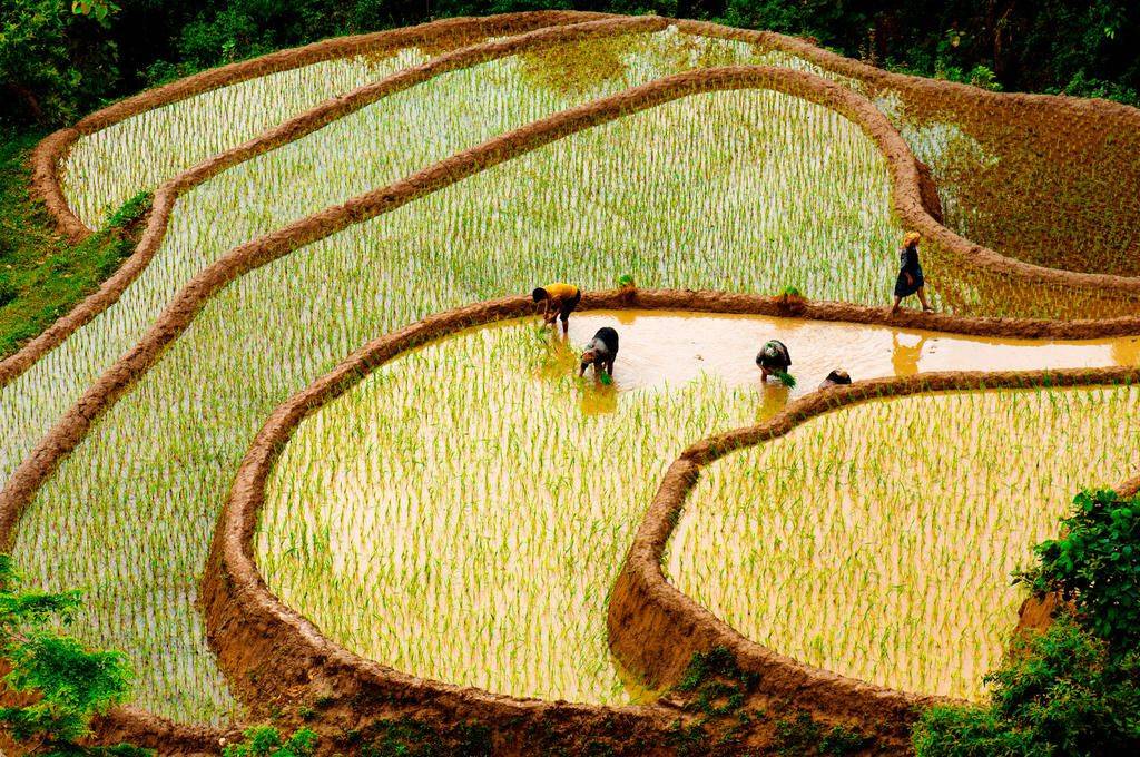 Les plus belles rizières du Vietnam