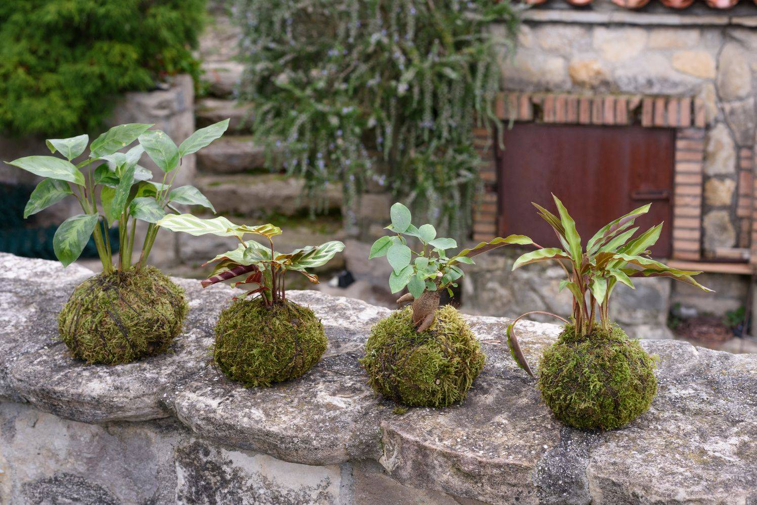 Atelier de Kokedama