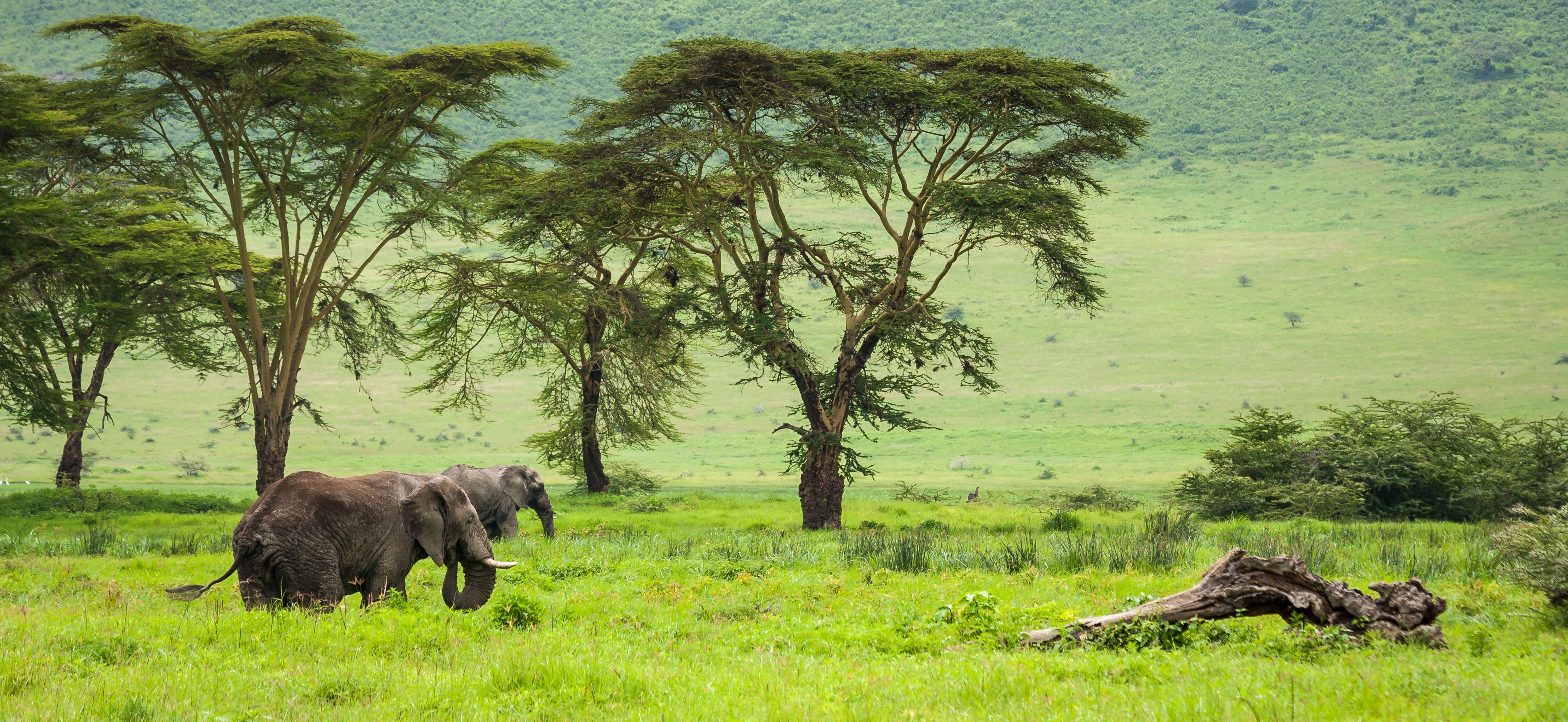 Voyage Safari