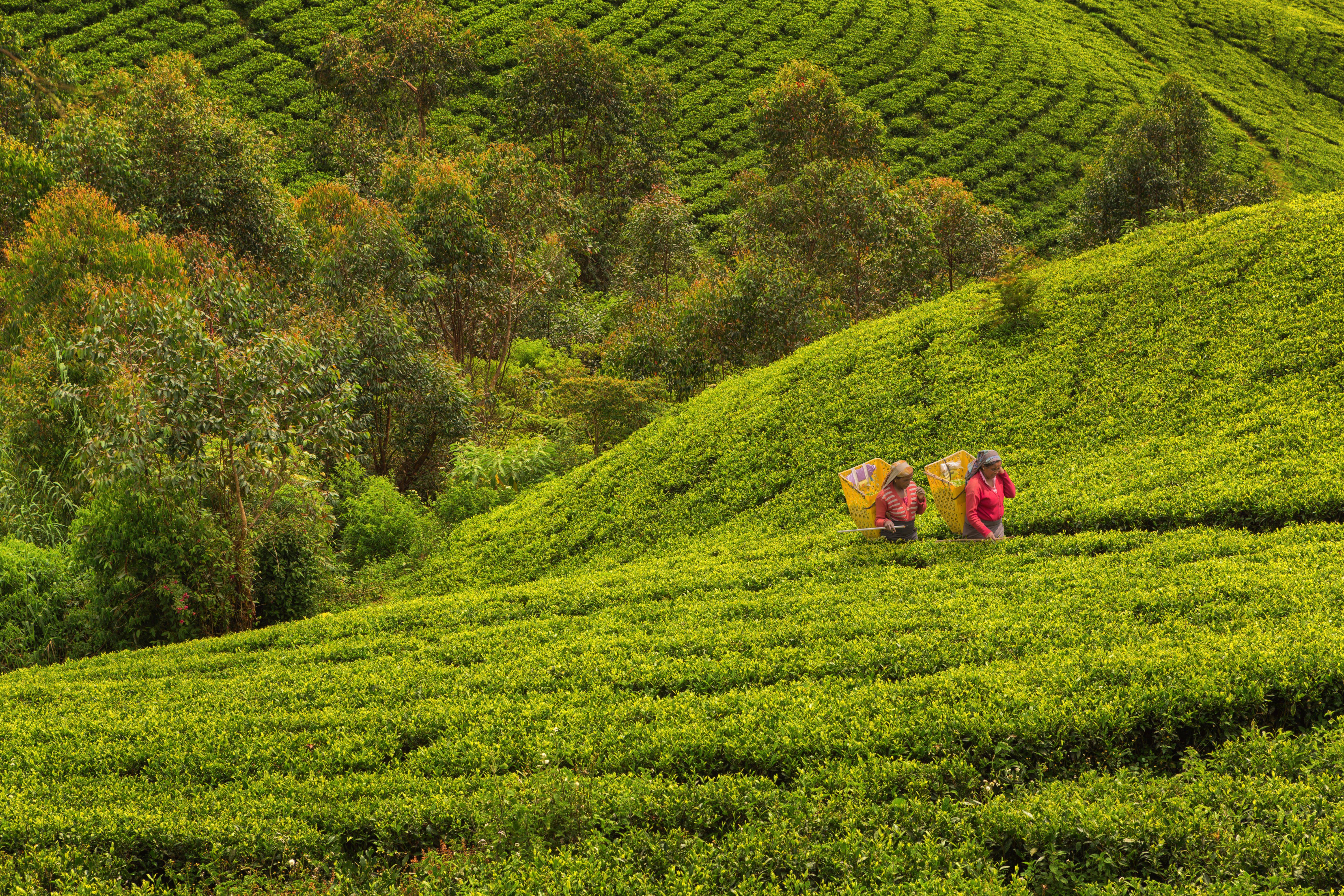 Voyage à deux Sri Lanka