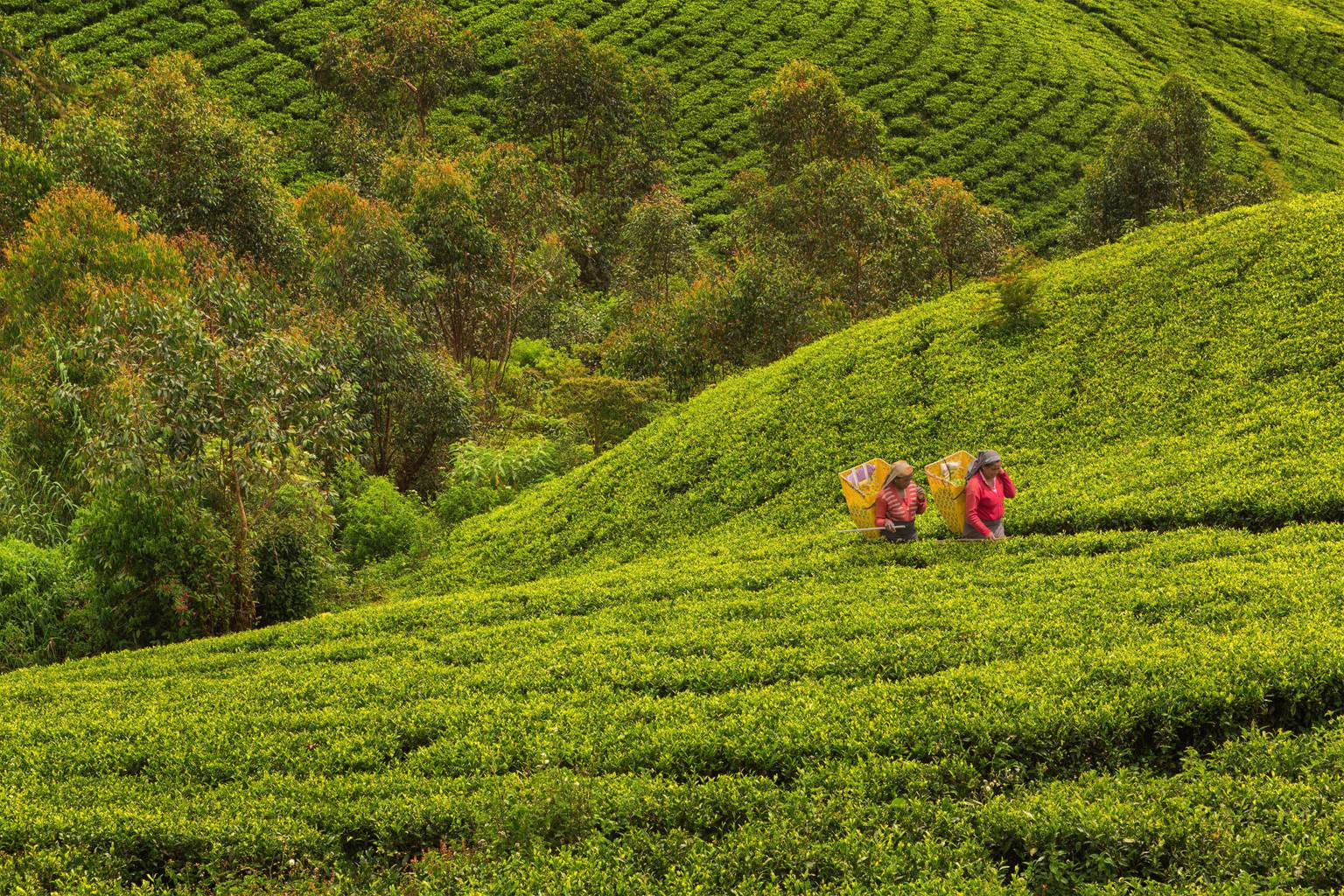 Les plus beaux paysages du Sri Lanka