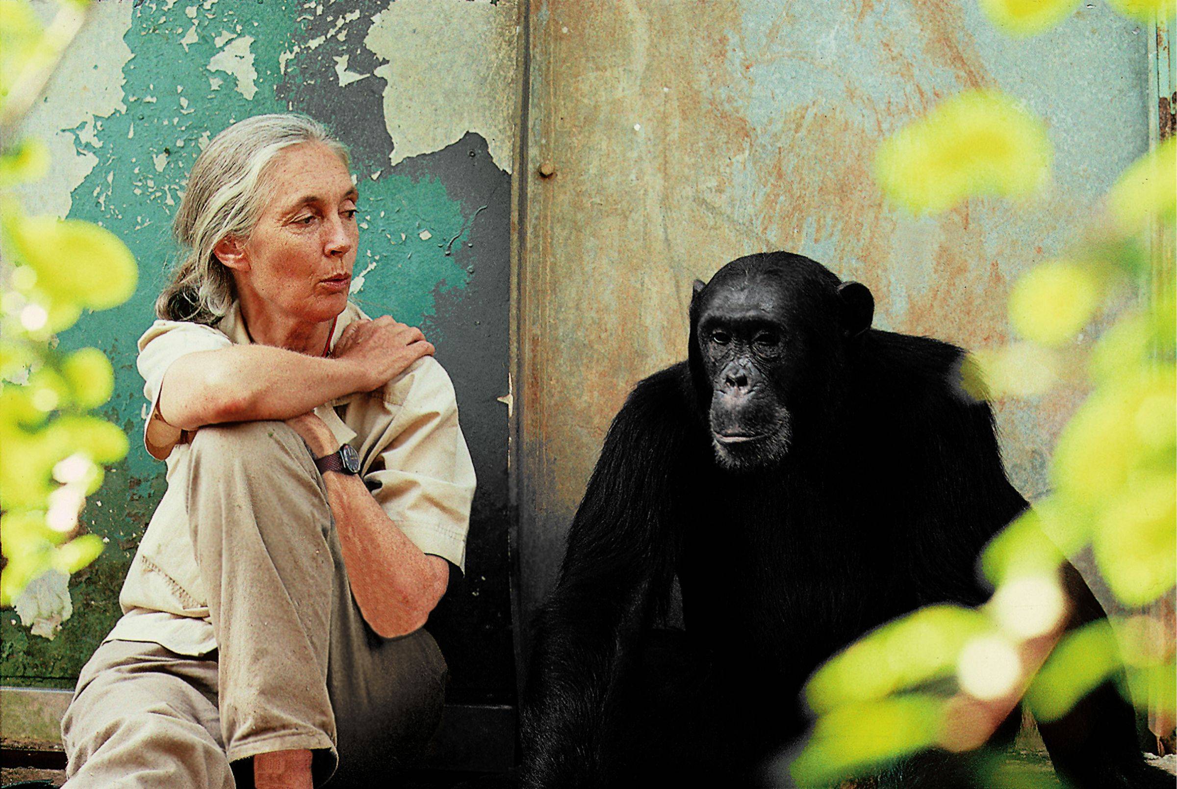 Hommage à Jane Goodall