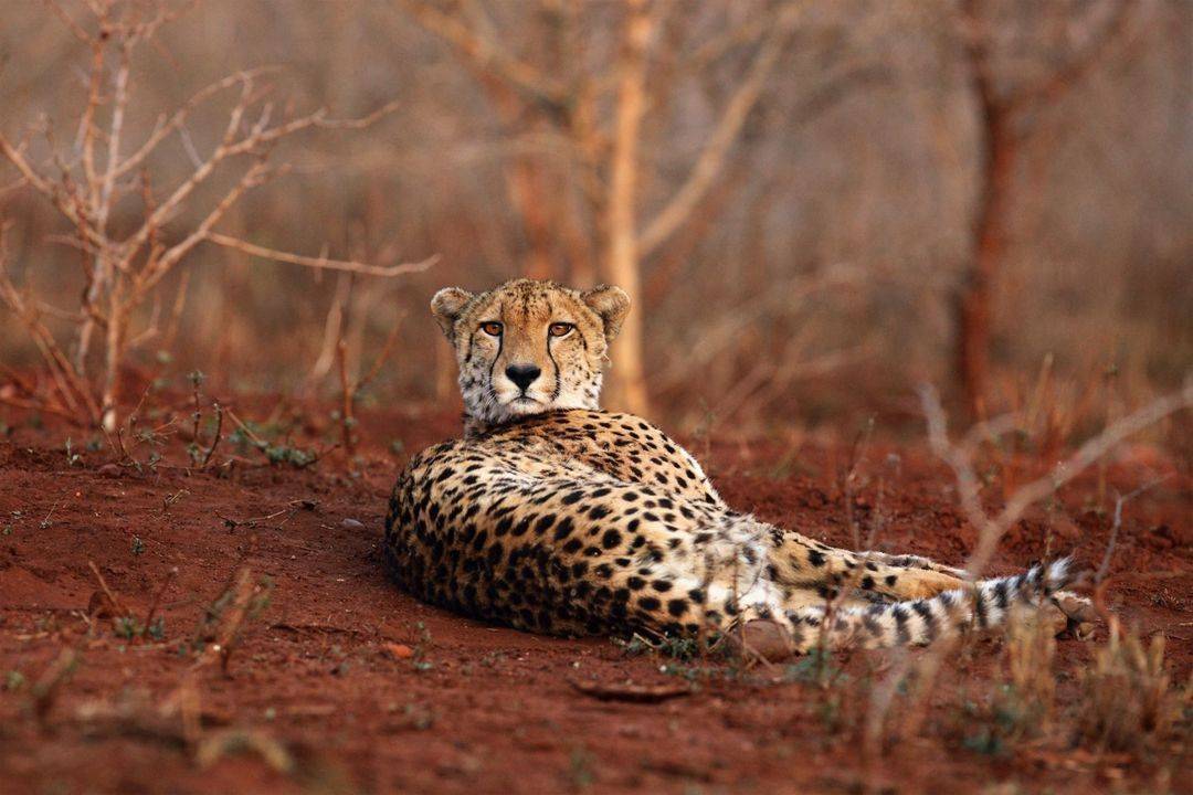 Carnet de voyage en Afrique du Sud