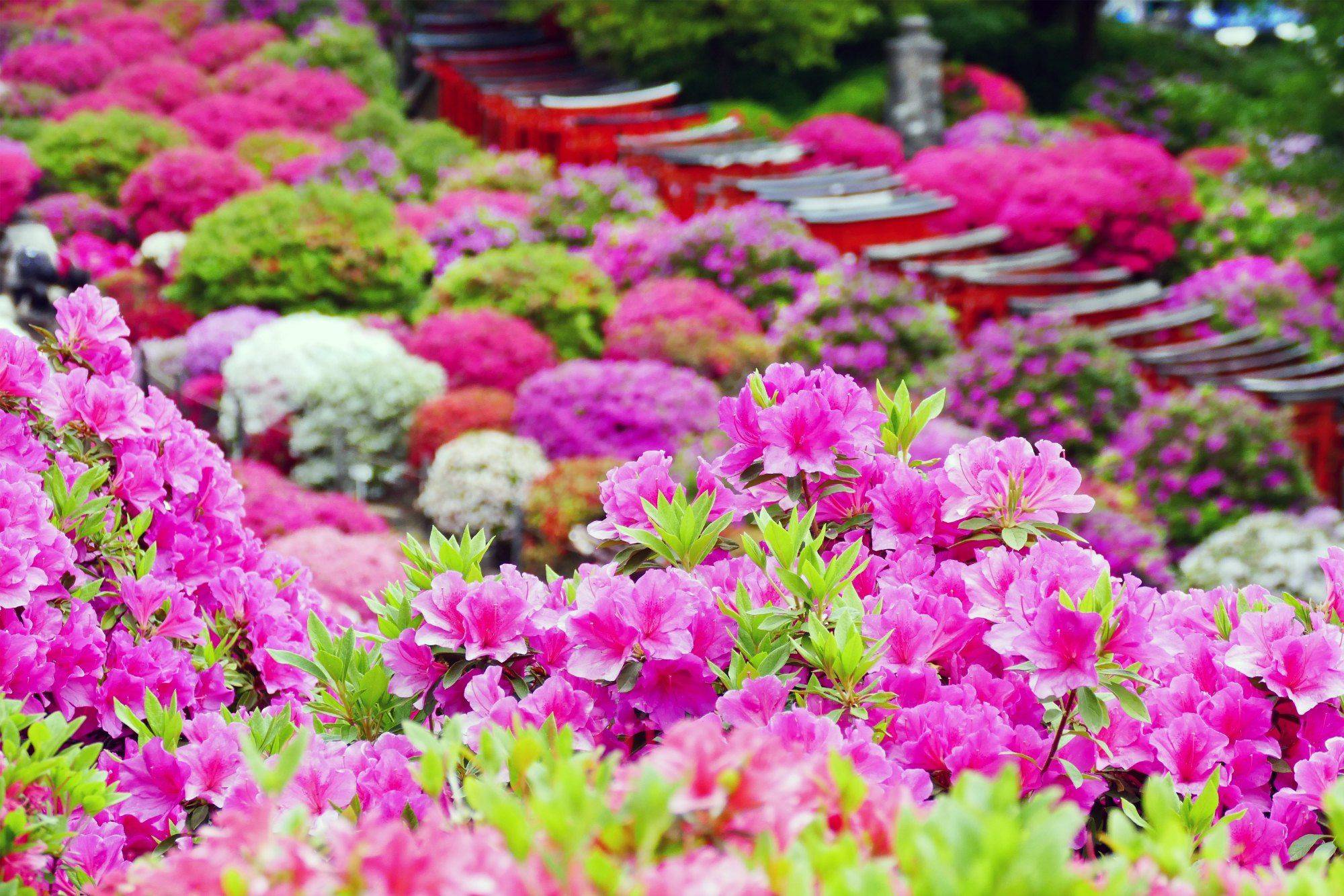 Quatre saisons au Japon