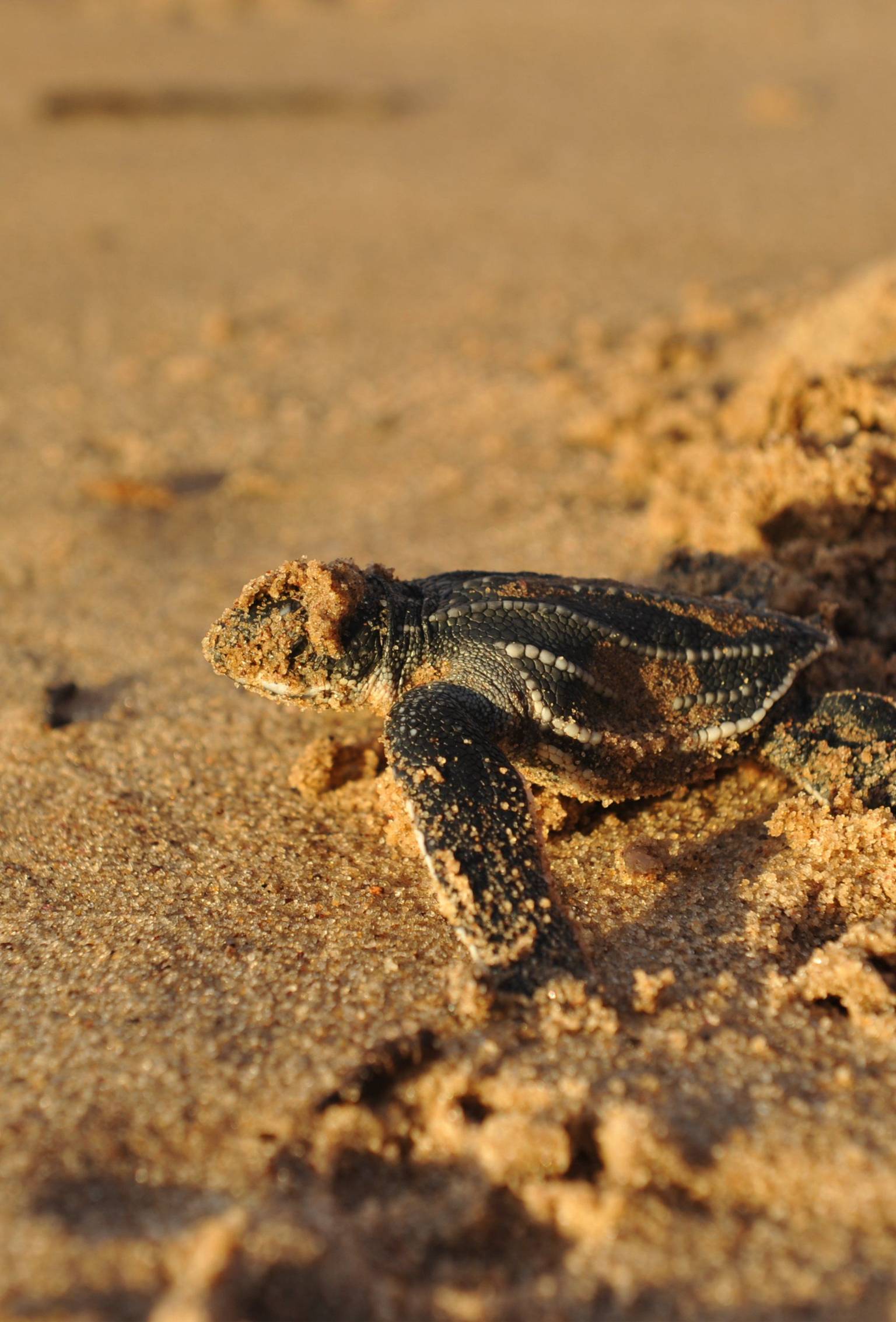 Où et quand observer les tortues marines au Costa Rica ?