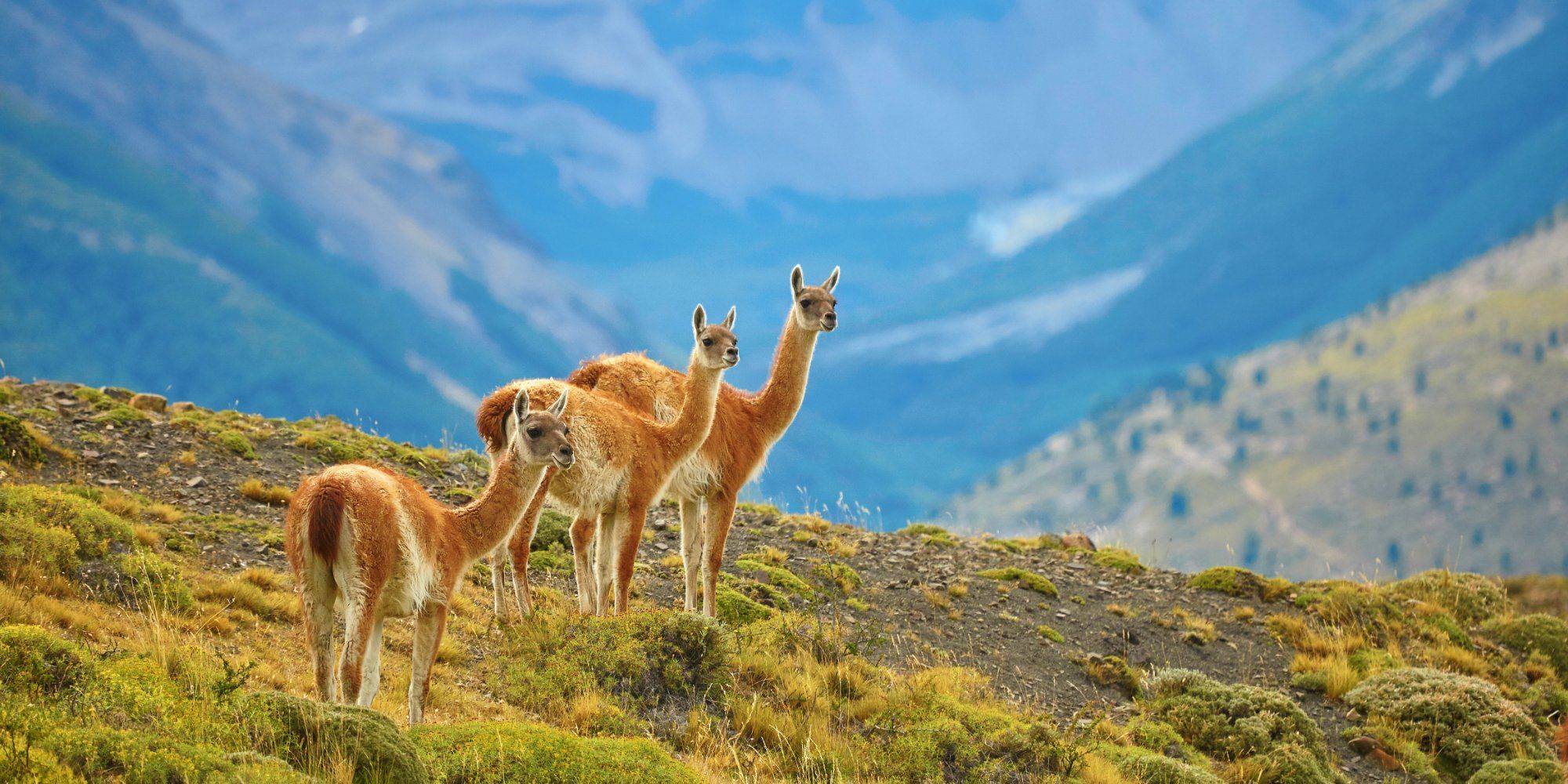 Guide de voyage Chili : que voir, que faire ?