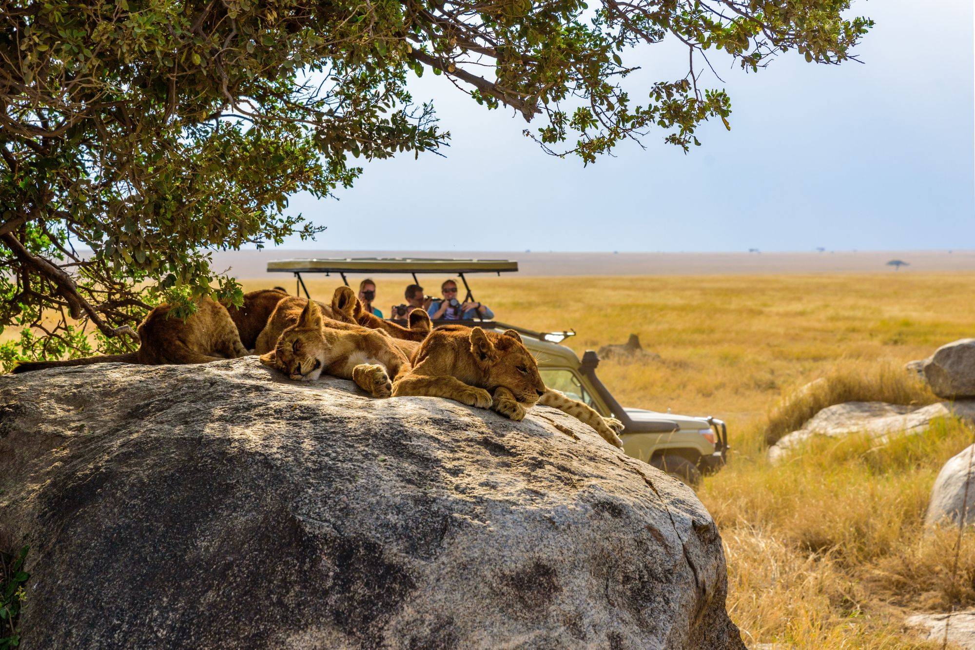 6 idées de safaris... sur terre comme en mer