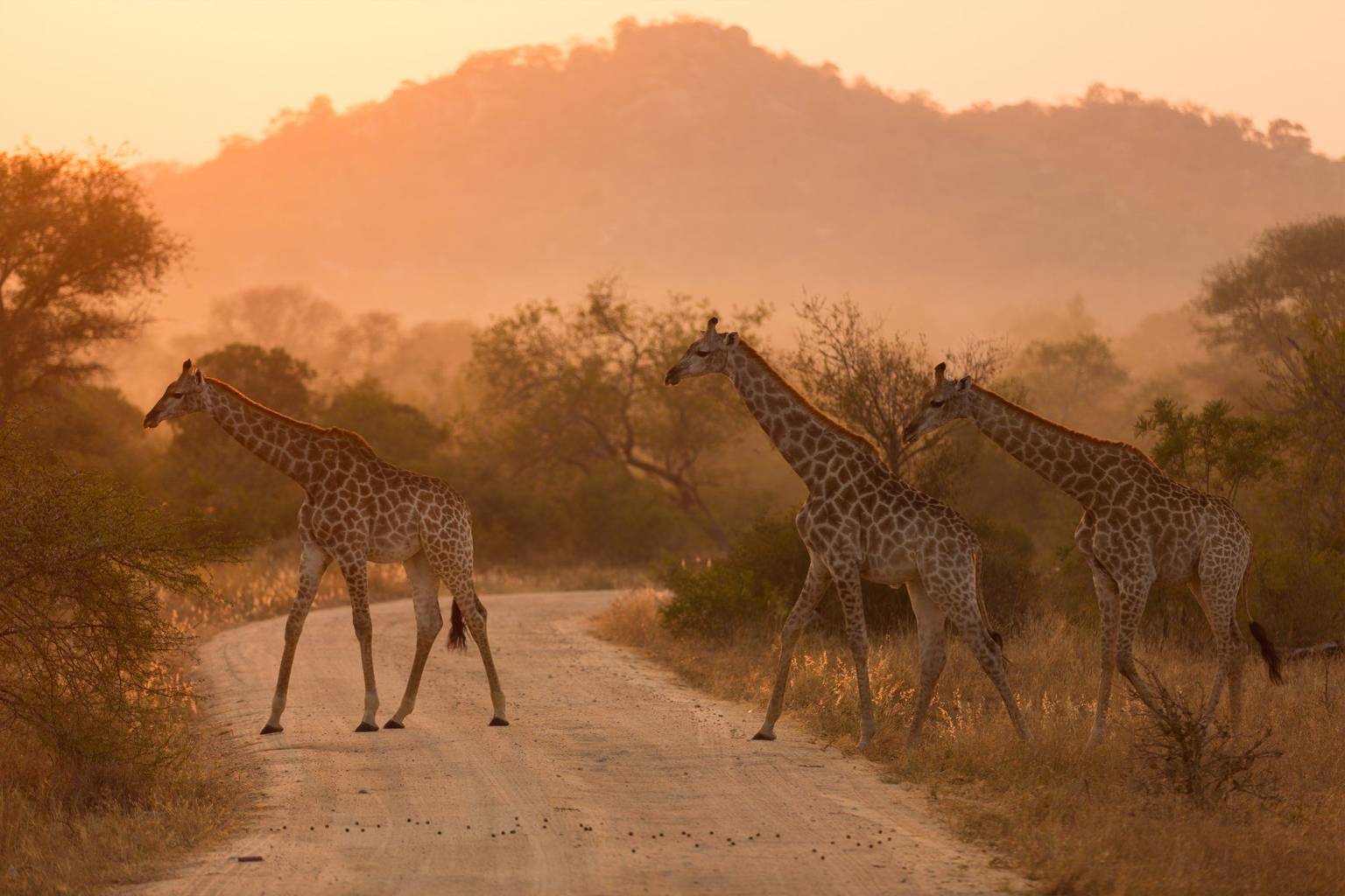 3 expériences uniques à vivre en Afrique du Sud