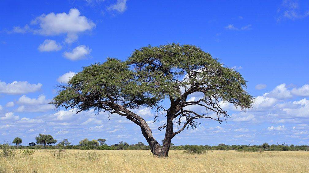 Voyage Harare