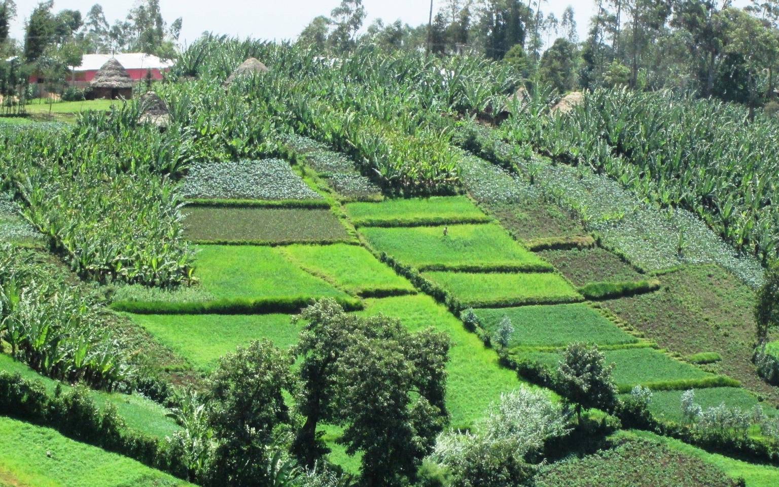 Projet d'agriculture familiale en Éthiopie