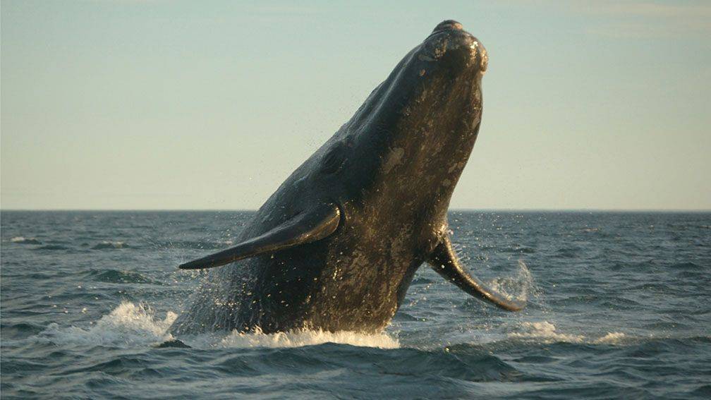 Voyage Kaikoura