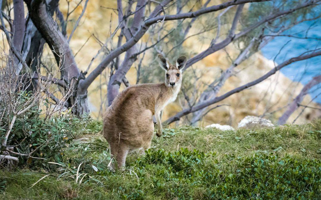 À la rencontre des animaux iconiques d'Australie (et où les observer vraiment)