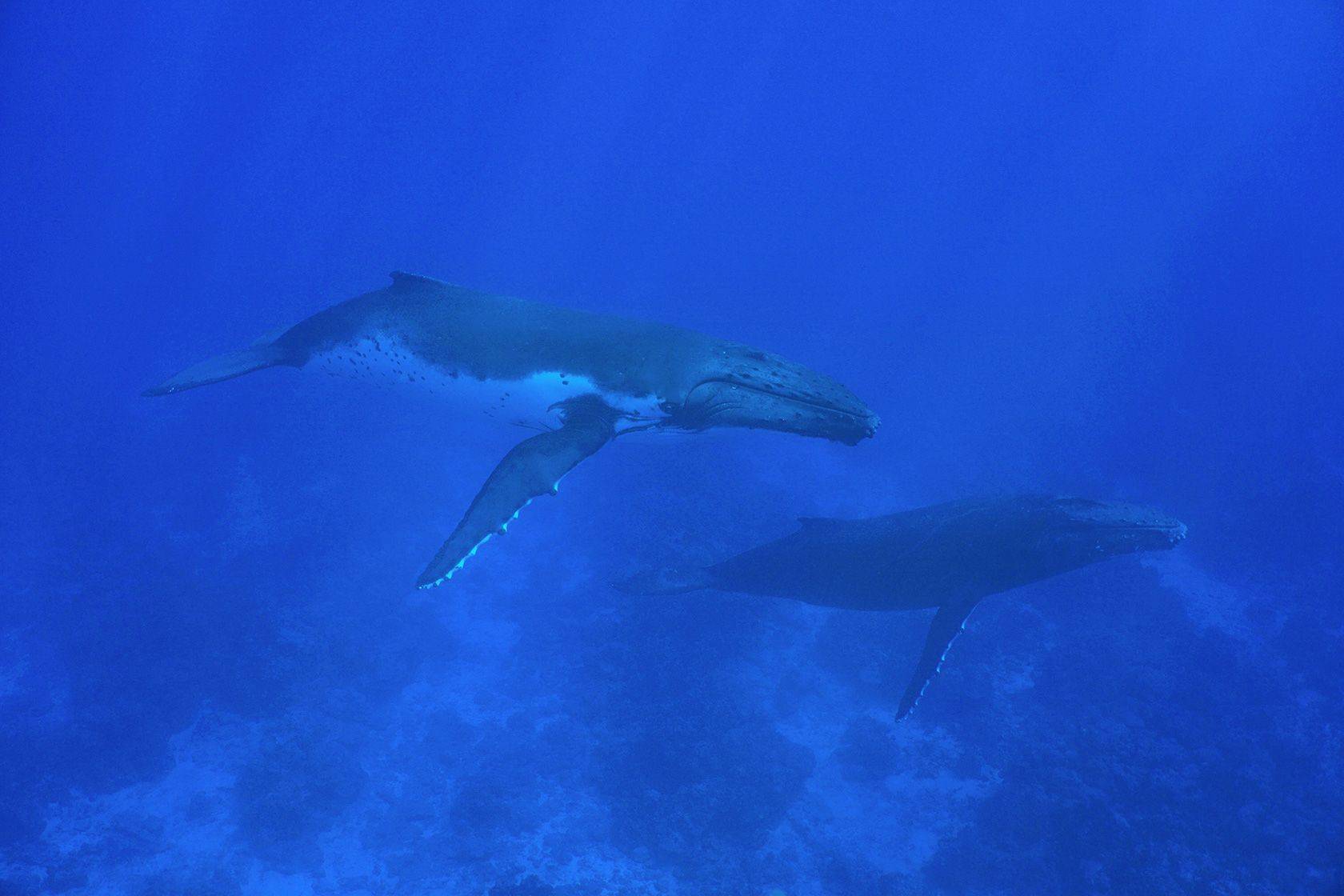 Voyage Iles Australes
