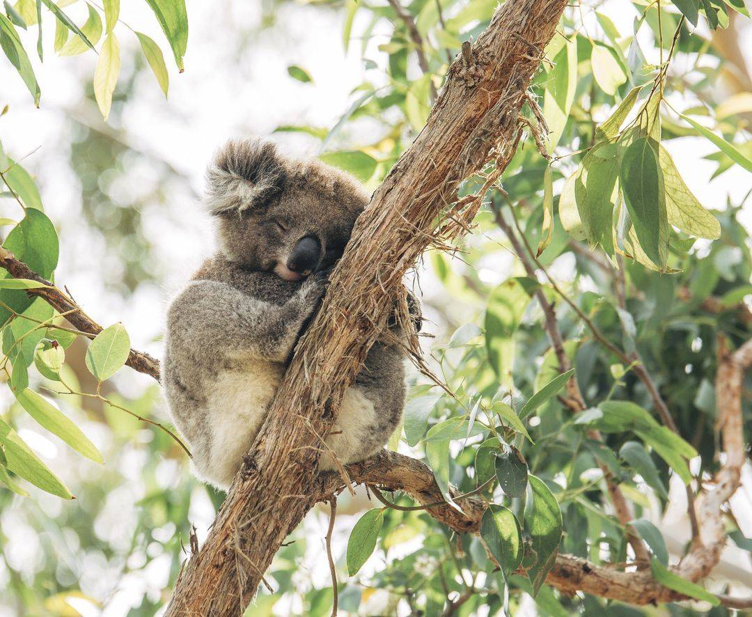 Combien de jours prévoir pour un voyage en Australie ?