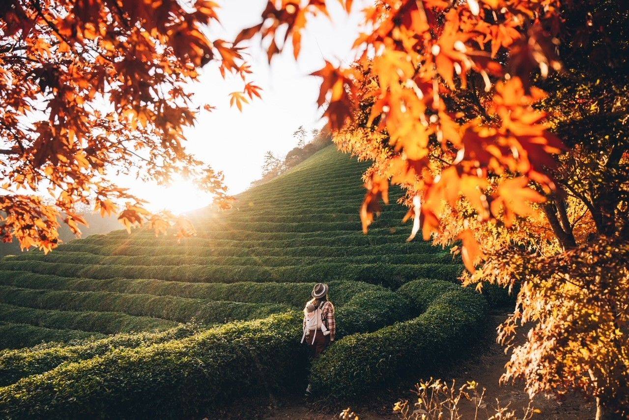 Récit d'un roadtrip en Corée du Sud