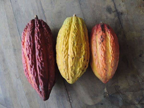Comment les grands crus de cacao d'Amérique ont conquis la planète ?