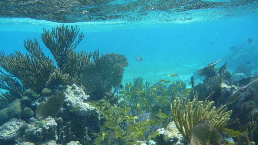 Voyage Caye Caulker