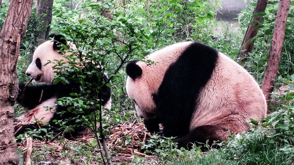 Voyage Chengdu