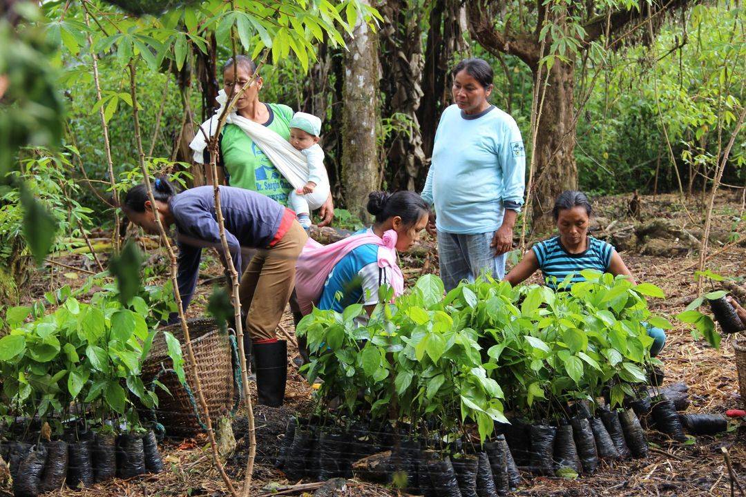 Reforestation et agroforesterie en Équateur, du projet à la réalité