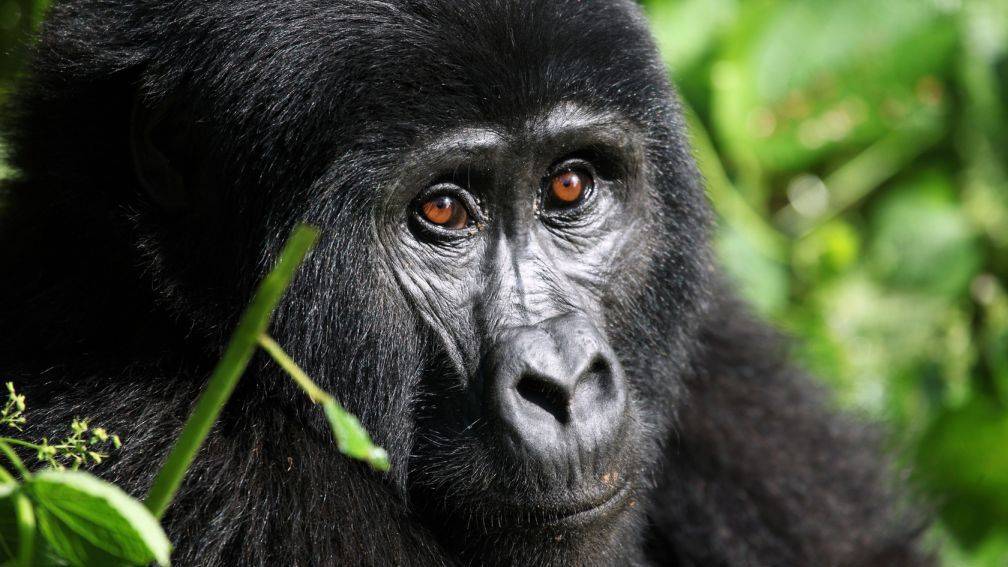 Voyage Forêt de Bwindi