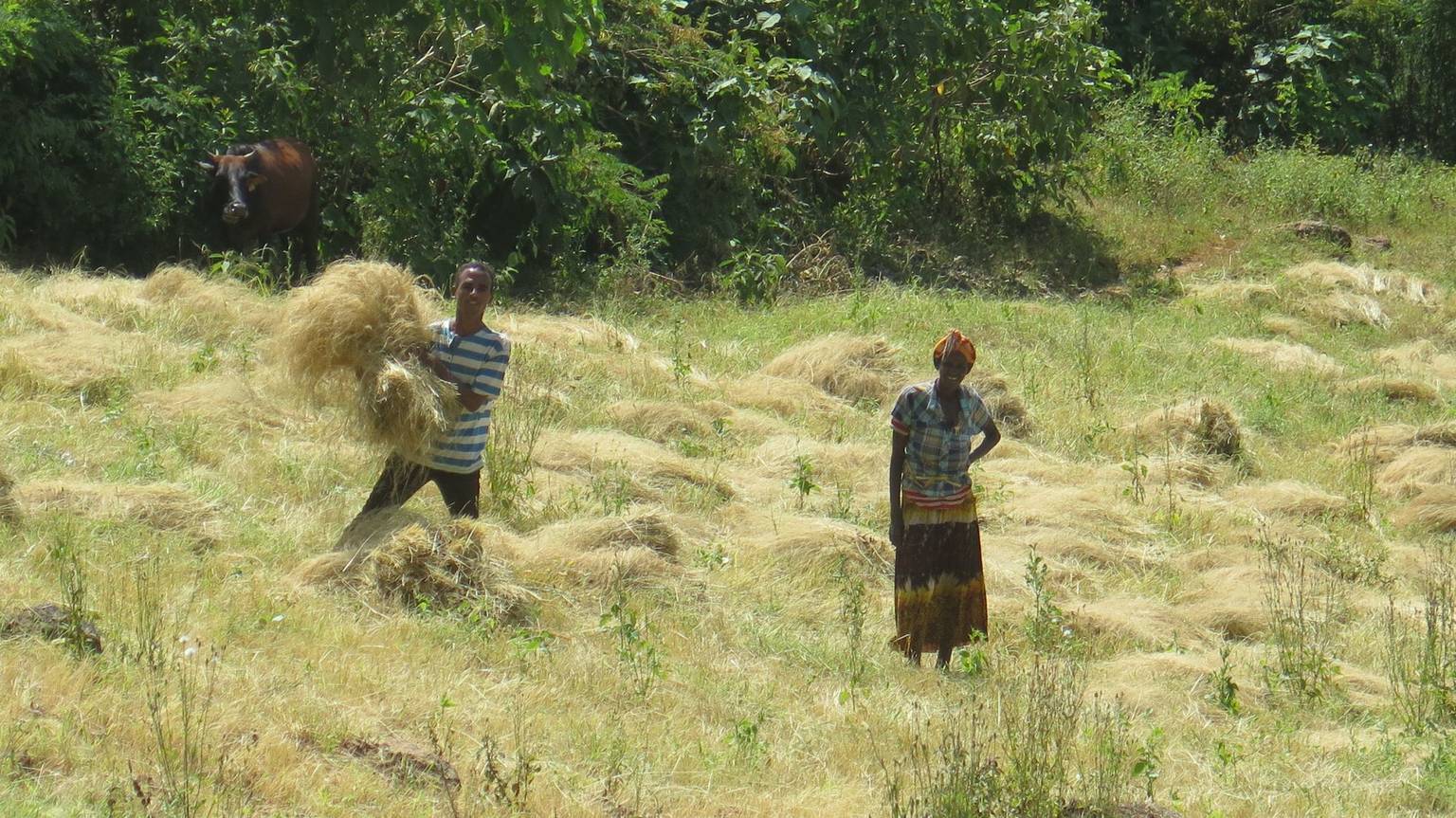 Projet d'agriculture familiale en Éthiopie, bilan
