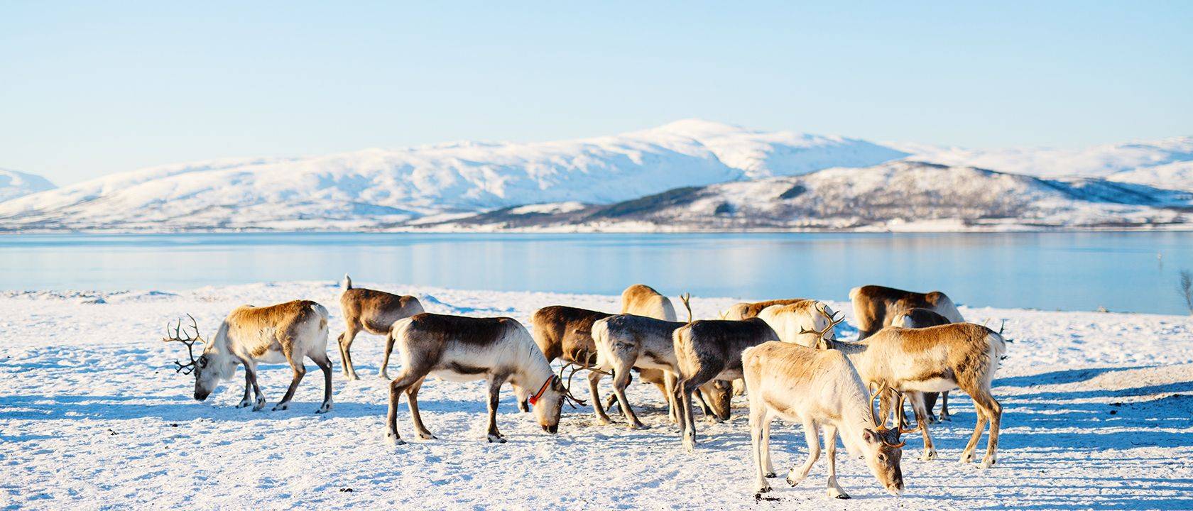 Hiver & aurores boréales Finlande