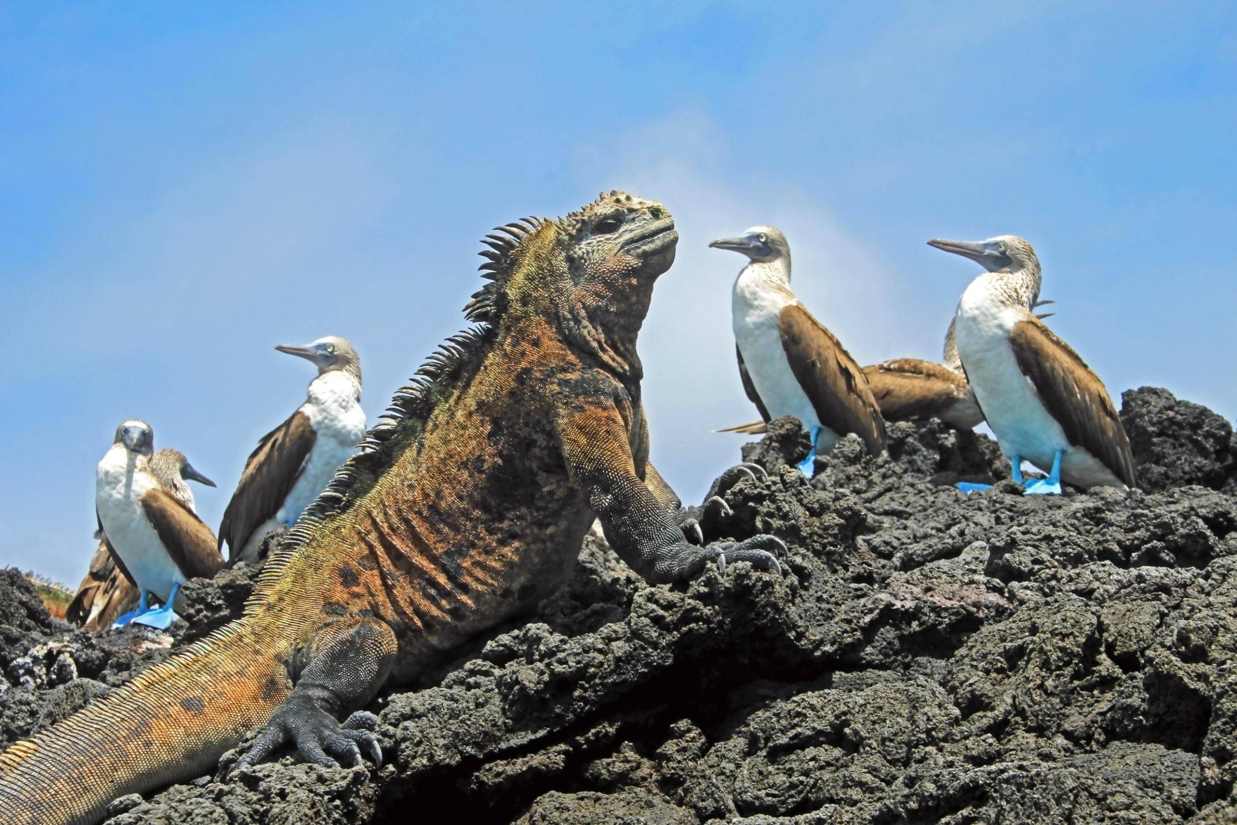 Dans le sillage de Darwin aux Galapagos