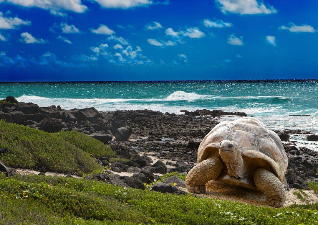 Galapagos, le dernier sanctuaire de la vie sauvage