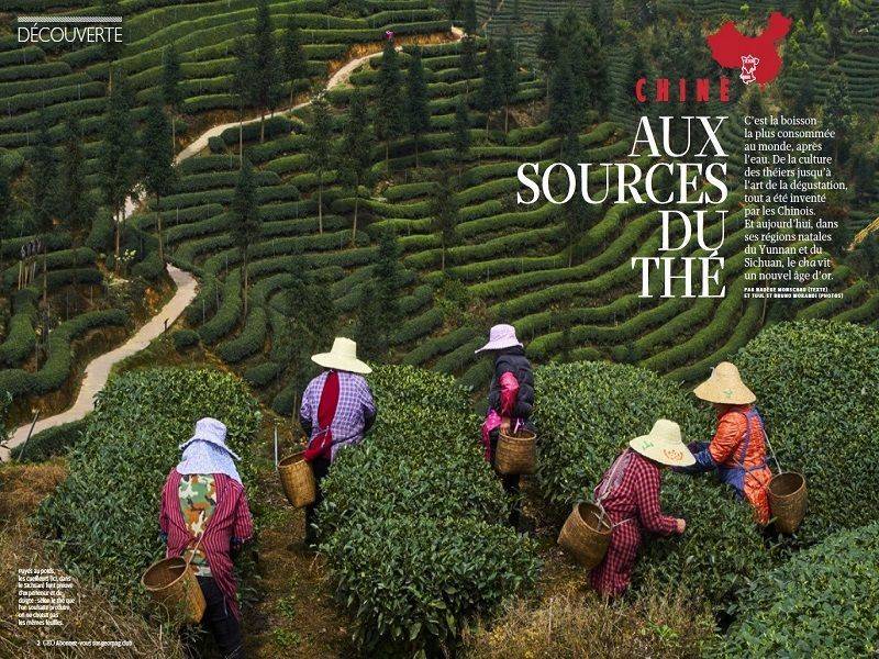 Chine - Aux sources du thé avec le magazine GEO
