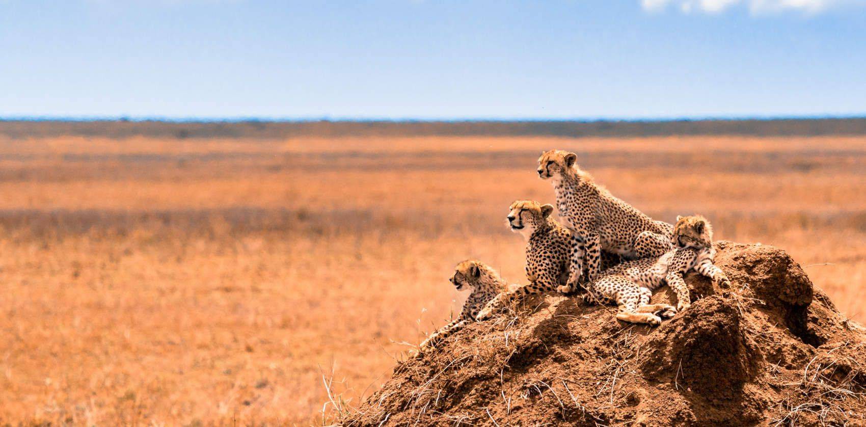 en Afrique & Océan Indien-image