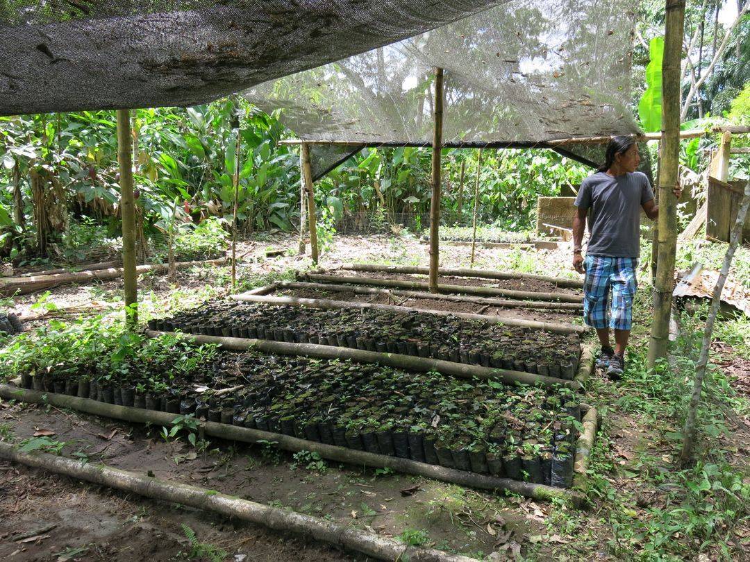 Reforestation et agroforesterie en Équateur, bilan