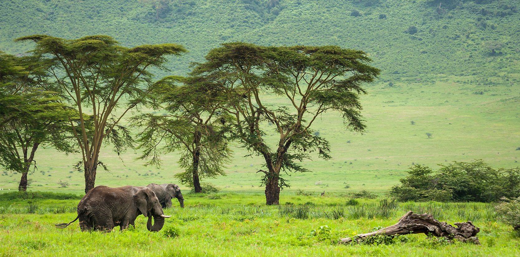 Le guide pratique pour préparer un safari inoubliable