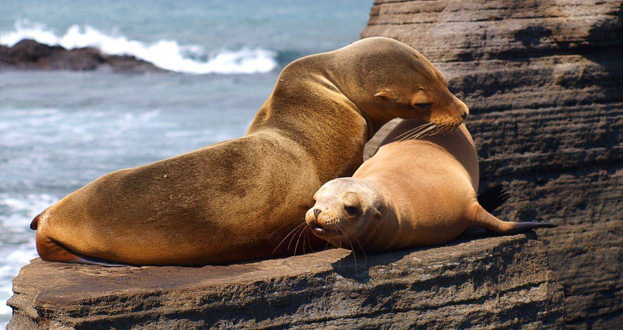 Equateur et Galapagos