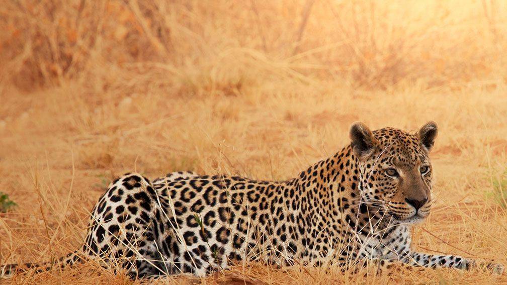 Voyage Etosha