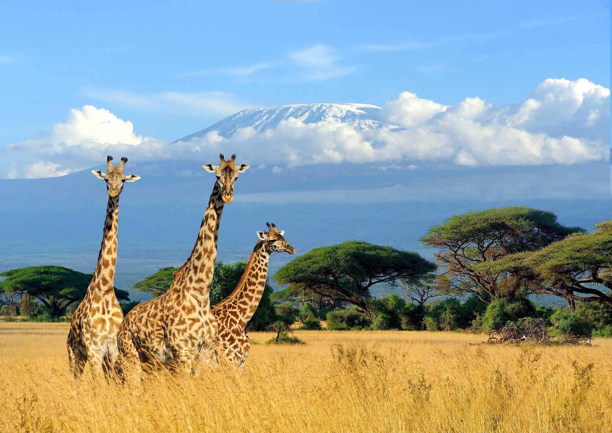 Écotourisme Kenya