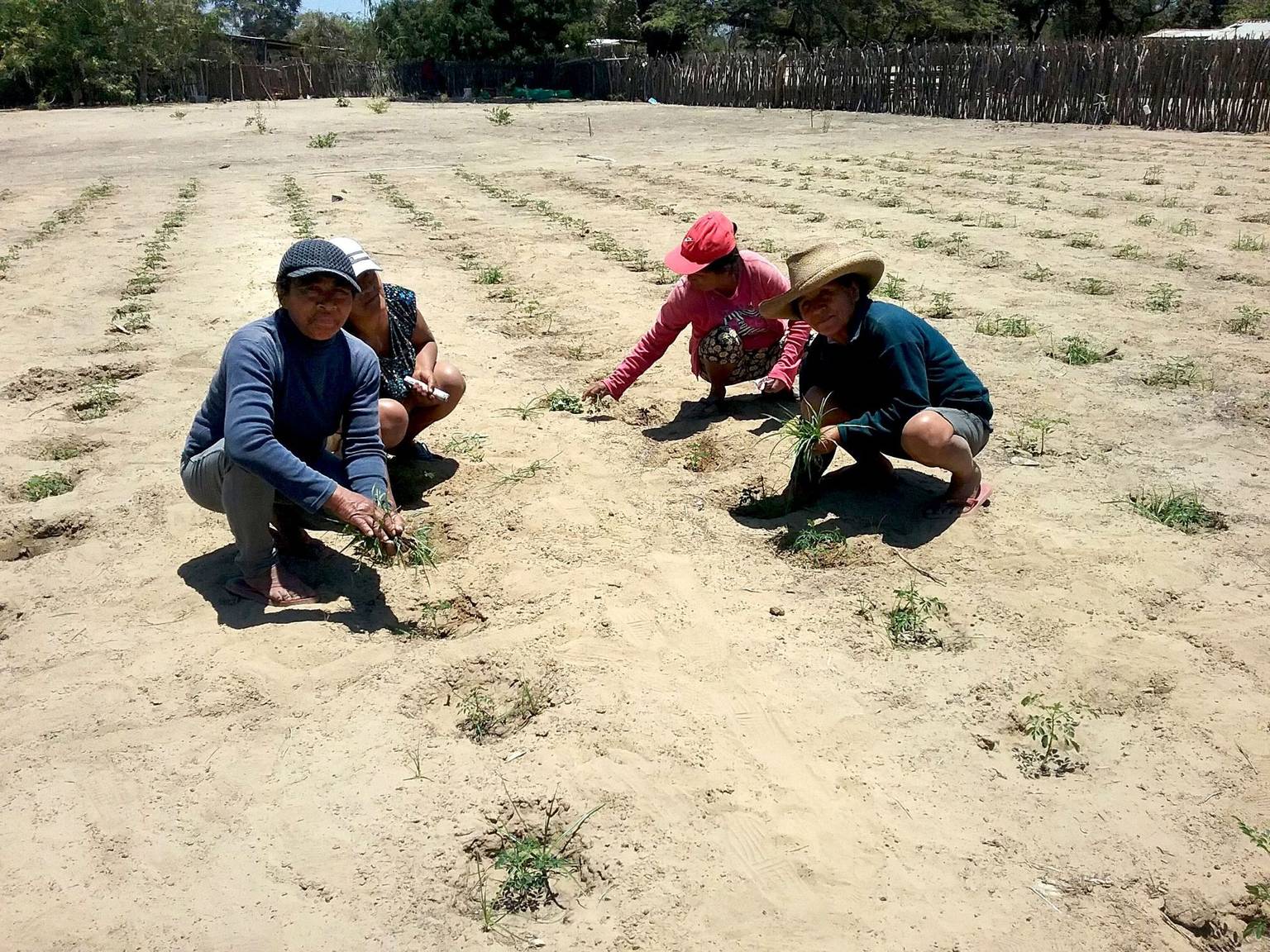 Projet d'agroforesterie innovante au Pérou