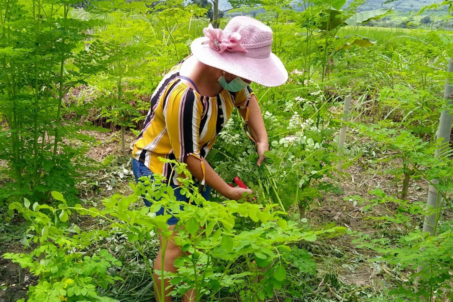 Projet d'agroforesterie innovante au Pérou, bilan
