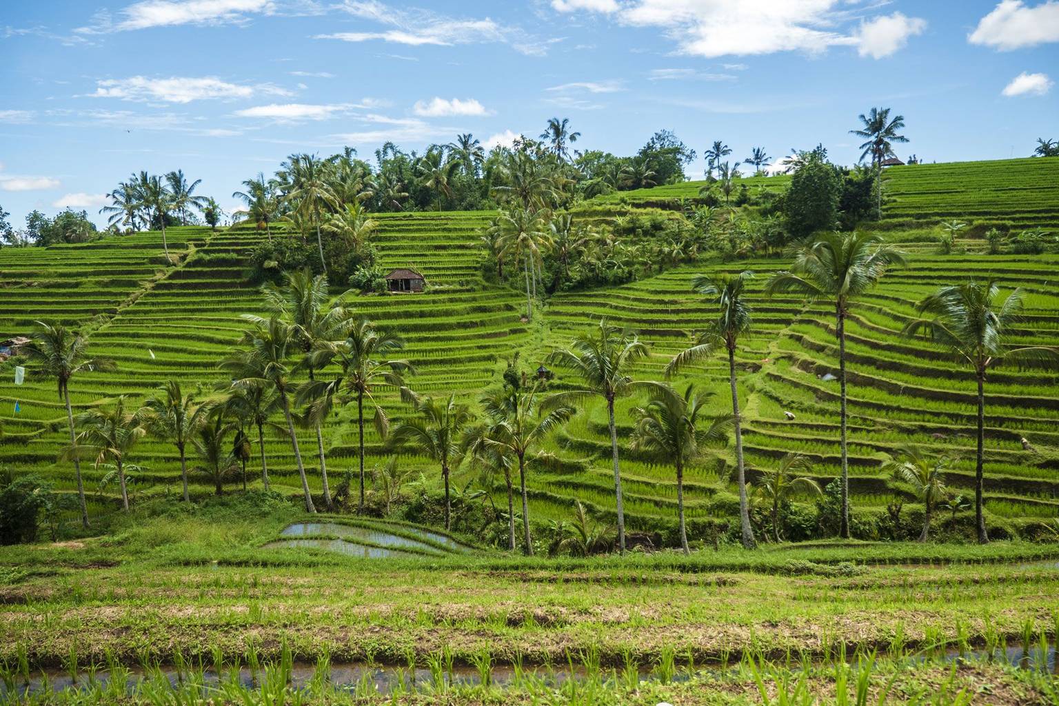 Chroniques indonésiennes : Sumatra, Java & Bali