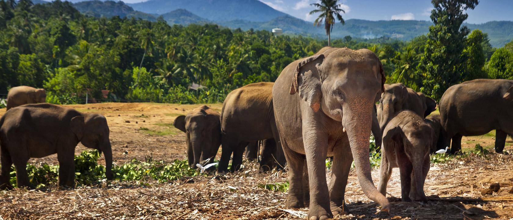 Informations pratiques Sri Lanka