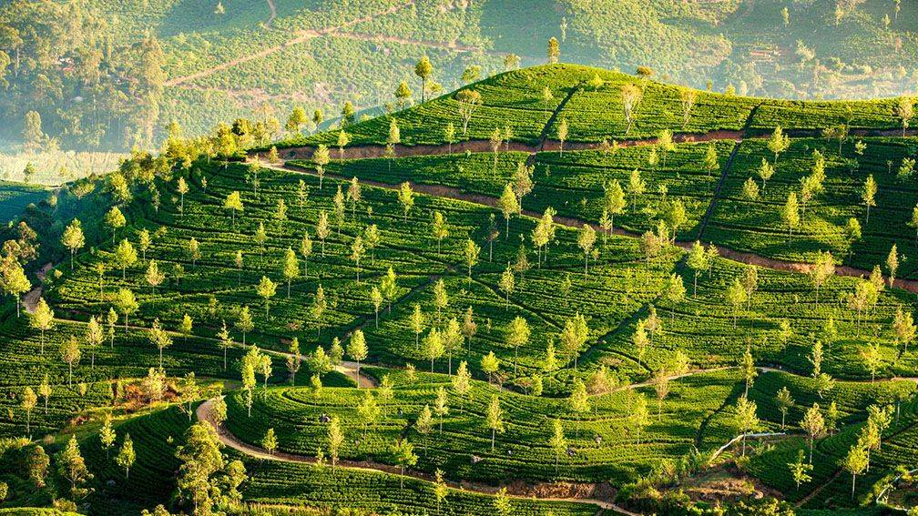 Voyage Nuwara Eliya