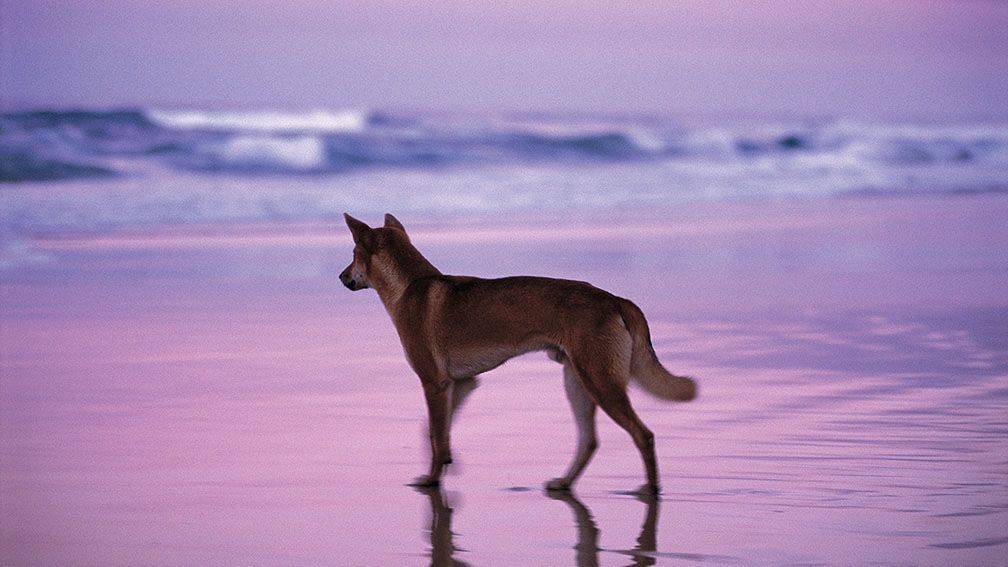Voyage Fraser Island