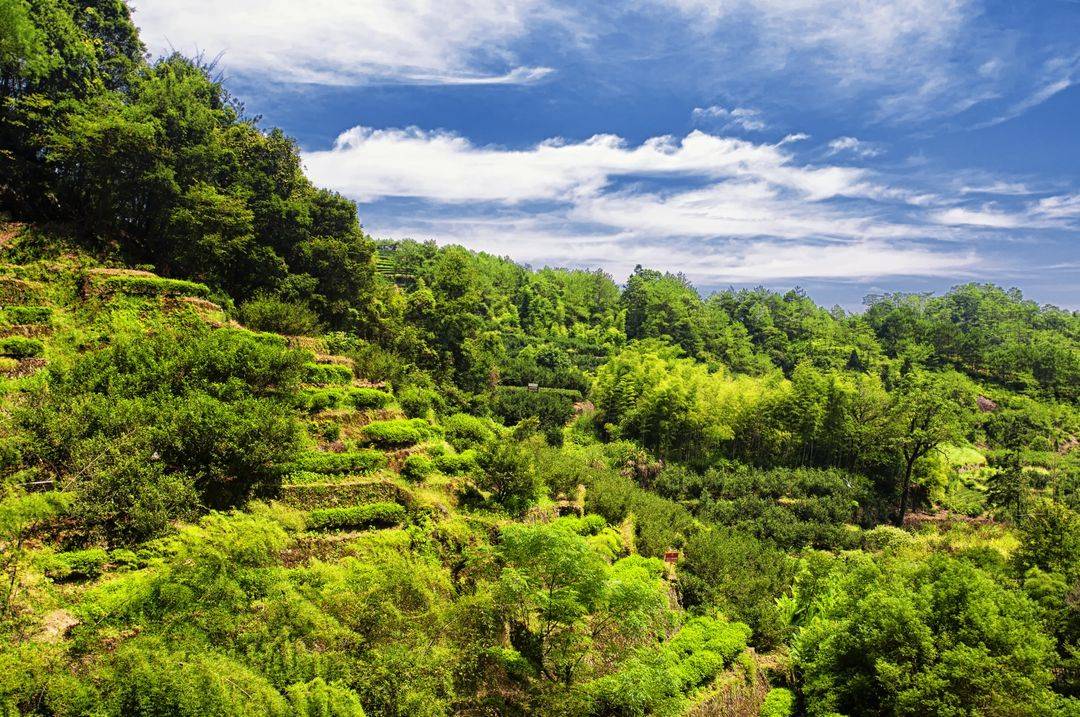 Chine, l'empire du thé