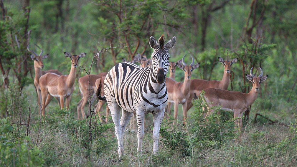 Voyage Parc Kruger