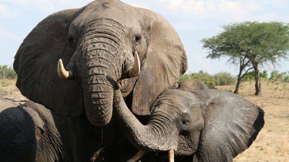Voyage Hwange