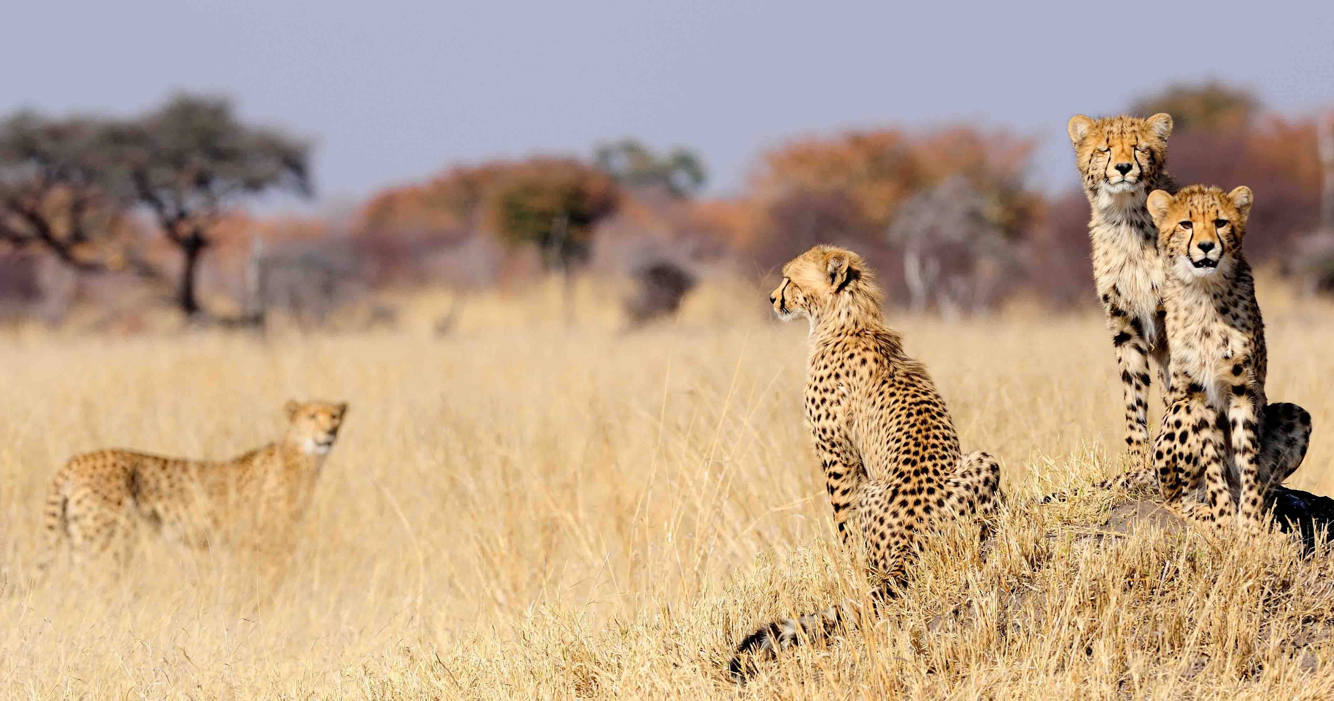 Voyage au Zimbabwe